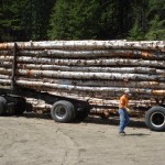INCOMING LOAD OF PREMIUM BIRCH FIREWOOD